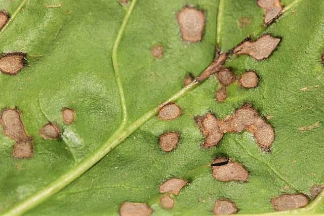 庭木としての アオダモ 特徴と魅力とは 育て方や成長後の大きさ 虫の湧きやすさ 価格 相場はいくら