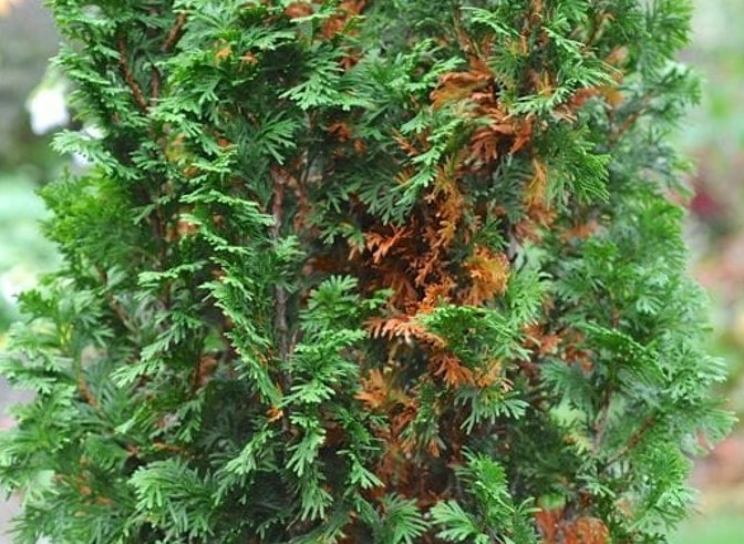 庭木としての ゴールドクレスト コニファー 特徴と魅力とは 育て方や成長後の大きさ 虫の湧きやすさ 価格 相場はいくら