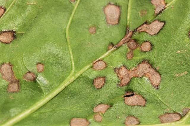 褐斑病にかかった葉っぱの例（茶色い斑点）